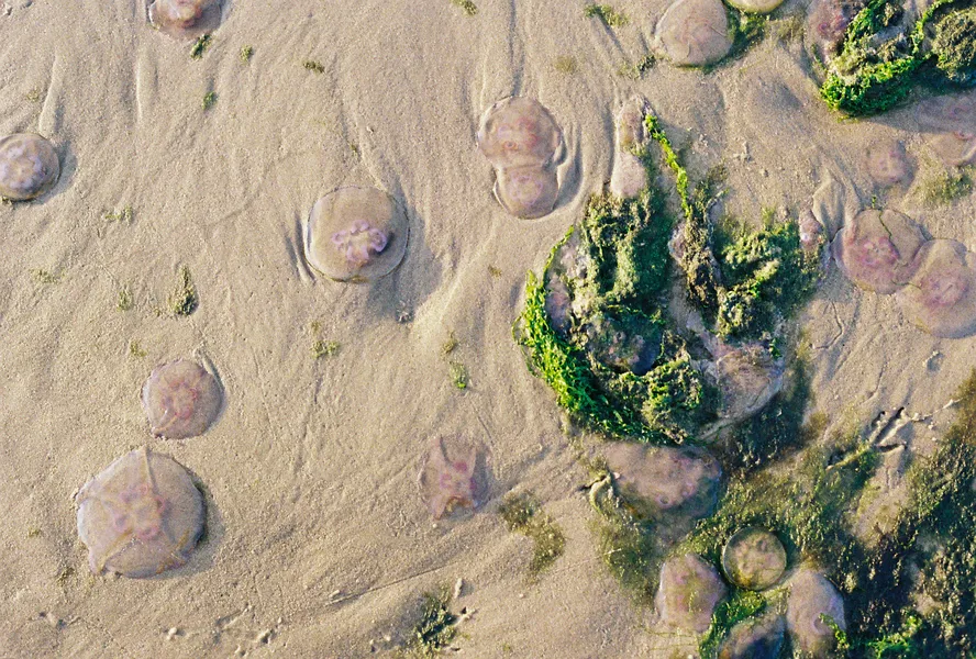 Film photograph taken on 1 September 2015